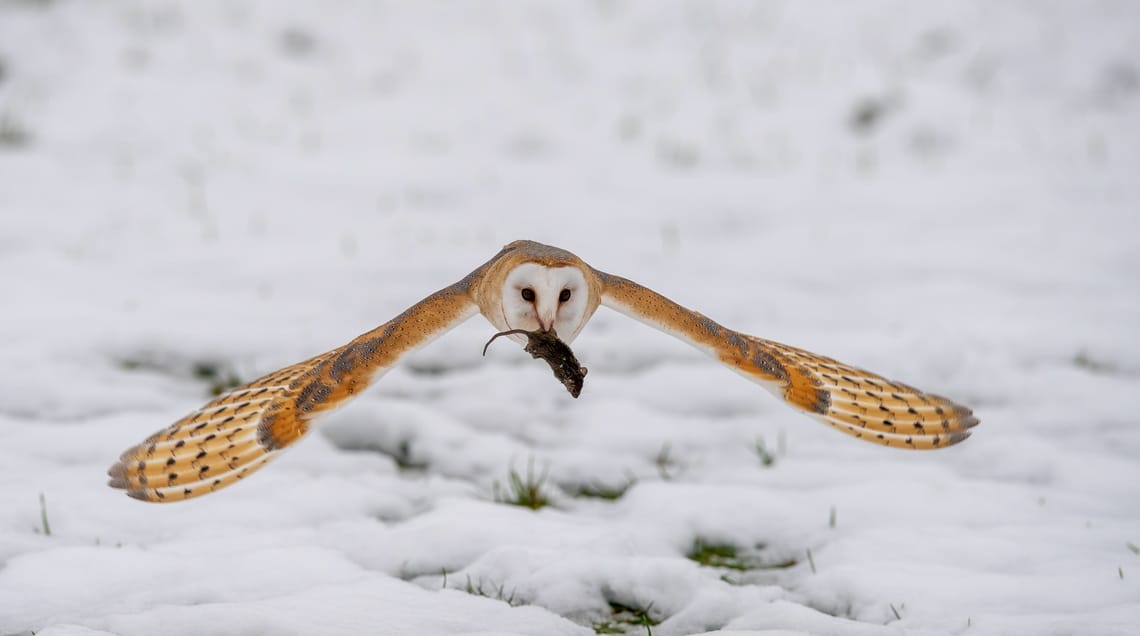 Hear the barn owl screech